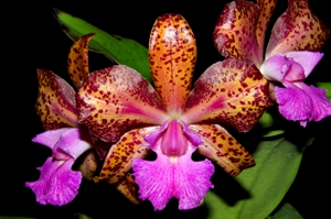 Cattleya Sandra Spots Arnie HCC/AOS 77 pts.